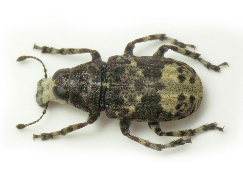 Tropideres albirostris (Herbst, 1783)